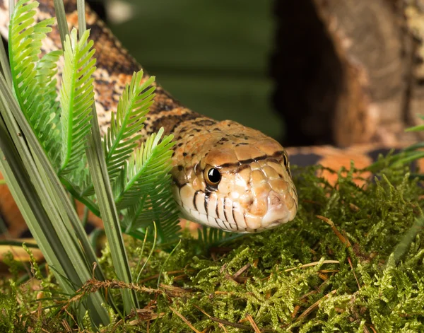 Cabeza de serpiente — Foto de Stock