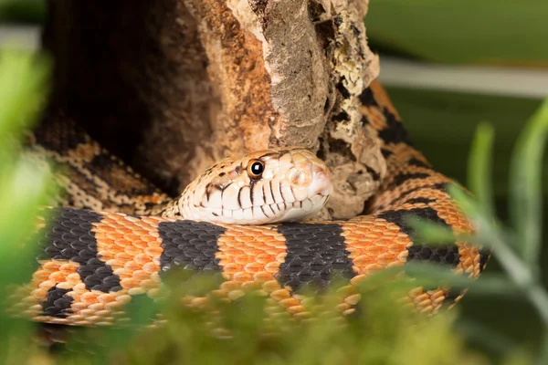 Bull snake in moss — Stock Photo, Image