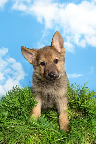 Shepherd puppy di taman — Stok Foto
