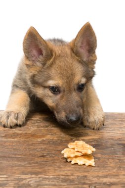 tanımlama bilgilerini çalmak köpek yavrusu