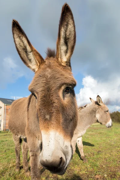 Donkey closeup