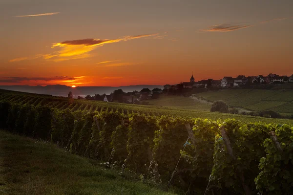 Vineyard gündoğumu — Stok fotoğraf