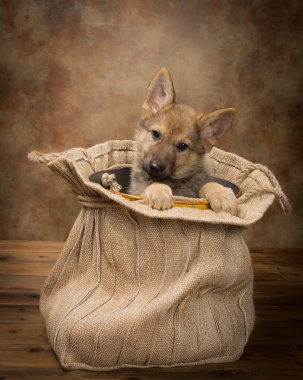 çoban köpek yavrusu yalvarıyor