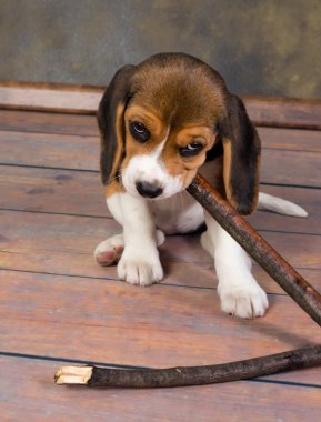beagle yavru köpek oynama