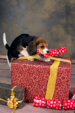 Noel hediyeleri ile köpek yavrusu