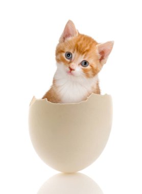 Kırık bir yumurtanın içinde oturan küçük tatlı bir kedi yavrusunun paskalya resmi.