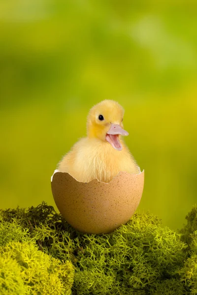 Wielkanoc Obraz Zabawnego Małego Kaczątka Siedzącego Rozbitym Jajku — Zdjęcie stockowe