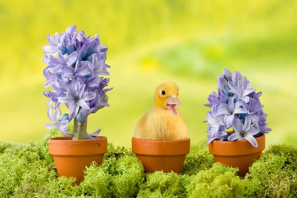 Imagen Pascua Patito Bebé Dulce Sentado Huevo Roto Entre Macetas —  Fotos de Stock