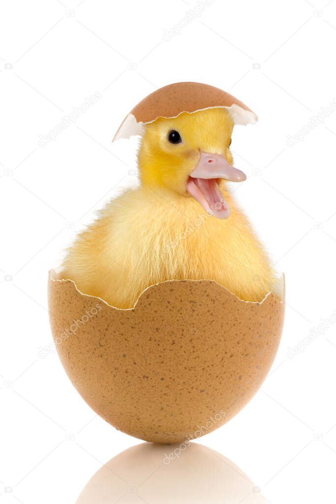 Easter image of a funny little baby duckling sitting in a broken egg