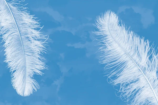 Twee Witte Struisvogelveren Een Blauwe Chiffon Textuur Achtergrond — Stockfoto