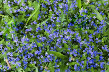 Bir çayırda Speedwell mavi ot çiçekleri