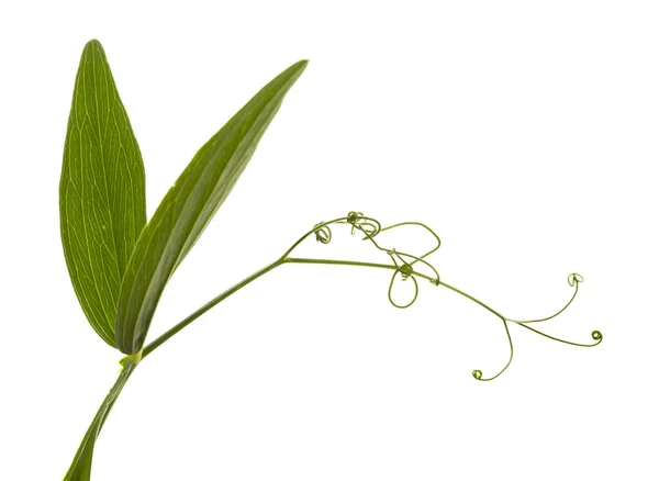 Leaves Tendrils Sweet Pea Lathyrus Flower Isolated — Zdjęcie stockowe