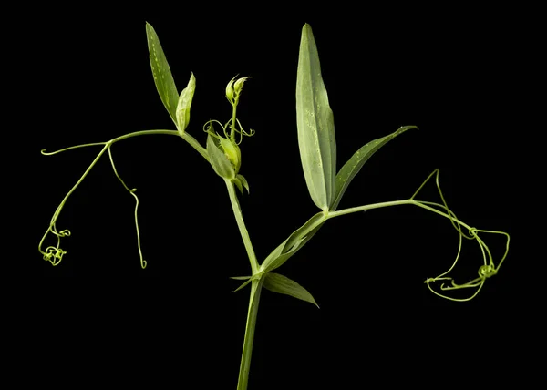 甘いエンドウ豆の葉と腱 Lathrus花が孤立しています — ストック写真