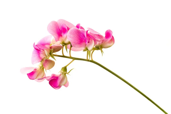 Zachte Roze Sweet Pea Lathyrus Bloemen Geïsoleerd Tegen Een Witte — Stockfoto