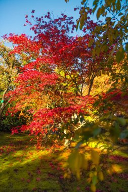 Autumn images of maple trees in the Japanese Garden of the city of Tongeren in Belgium