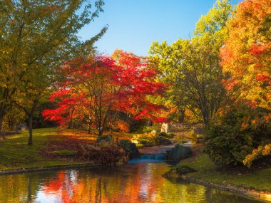 Autumn images of maple trees in the Japanese Garden of the city of Tongeren in Belgium
