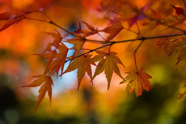 Closeup Details Acero Japanese Maple Tree Branches Autumnal Colours — Stock Photo, Image