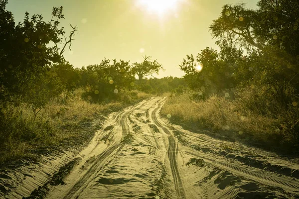 Fuori Strada Pista Sabbia Nel Parco Nazionale Chobe Durante Tramonto — Foto Stock