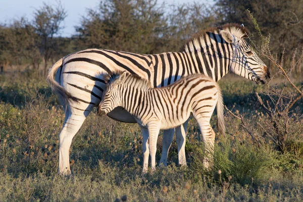 Mother Zebra Calf African Savannah Beauty Nature — Stock Photo, Image