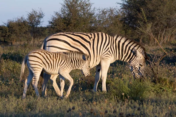 Madre Zebra Com Bezerro Savannah Africana Beleza Natureza — Fotografia de Stock