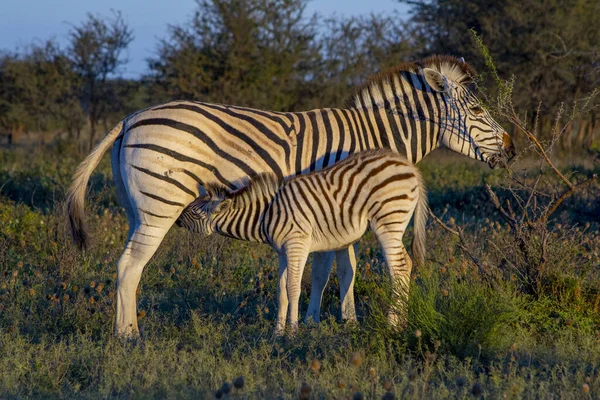 Madre Zebra Con Vitello Nella Savana Africana Bellezza Nella Natura — Foto Stock