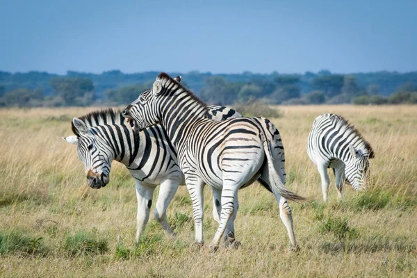 Duas Zebras Brincam Uma Com Outra Savannah Africana Divertem Safari — Fotografia de Stock