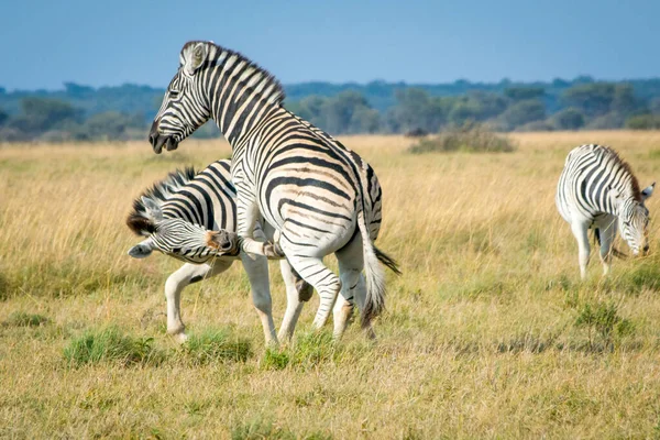 Due Zebre Giocano Nella Savana Africana Divertono Safari Viaggio Bellezza — Foto Stock