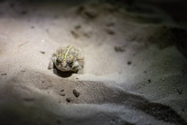 Natterjack toad, Epidalea calamita hiding in the sand of Kalmthout Heath. Night shot. clipart