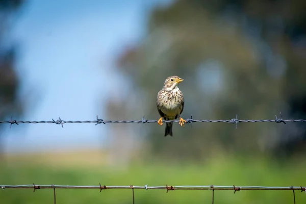 Vogelbeobachtung Der Zona Interes Regional Llanos Caceres Sierra Fuentes Caceres — Stockfoto