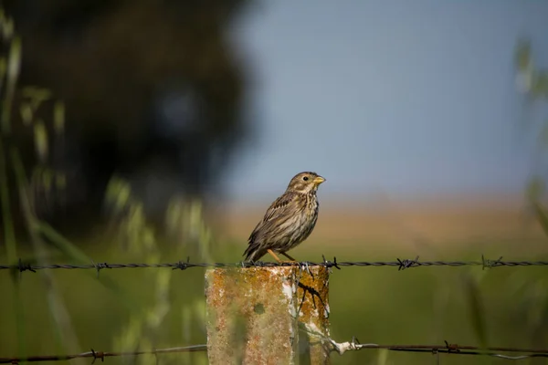 Vogelbeobachtung Der Zona Interes Regional Llanos Caceres Sierra Fuentes Caceres — Stockfoto