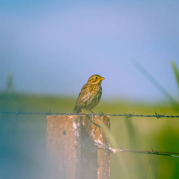 Vogelbeobachtung Der Zona Interes Regional Llanos Caceres Sierra Fuentes Caceres — Stockfoto