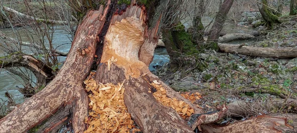 Beaver Tree Damage Done Forest Viroinval Valonsko Belgium — Stock fotografie