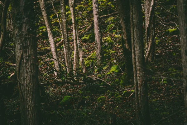 Horizontal Woodland Shot Showing Trees Moss Beauty Nature — Stock Photo, Image