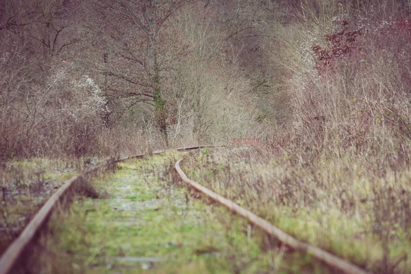 Vista Basso Angolo Binari Ferroviari Abbandonati Nella Fitta Foresta Nel — Foto Stock