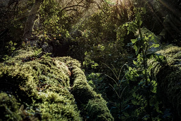 Dark Thick Moist Rainforest Trees Bush Moss Beauty Nature — Stock Photo, Image