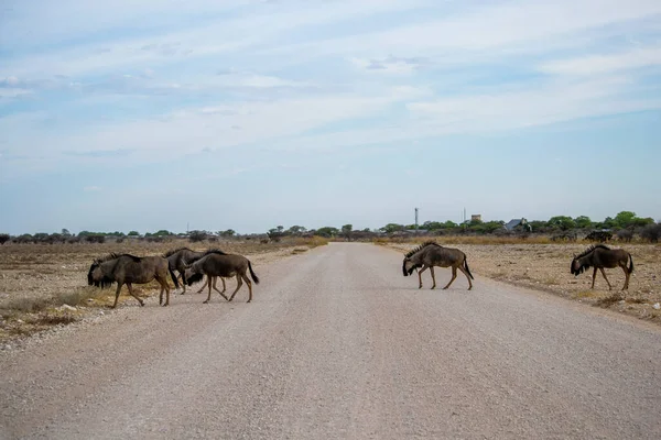 Herd Wildebeest Crossing Gravel Road Urbanized Area Namibia — Stock Photo, Image