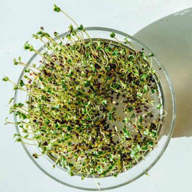 Doğrudan ev yapımı brokoli filizlerinin üzerinde, güneşe doğru uzanan lahanaların yakınında.