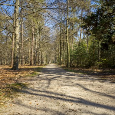 Baharda Kapellen 'de Mastenbos Ormanı
