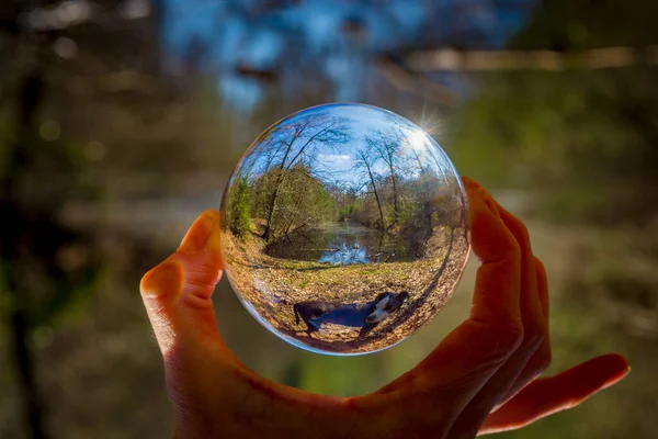 Hand Holding Lensball Nature Scene Forest Pond Dog Foreground — Stock Photo, Image