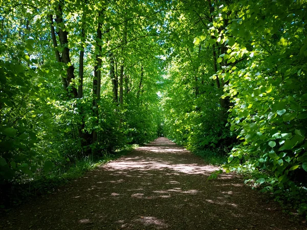 Bicicleta Arbolada Sendero Gentbrugse Meersen Belleza Naturaleza — Foto de Stock