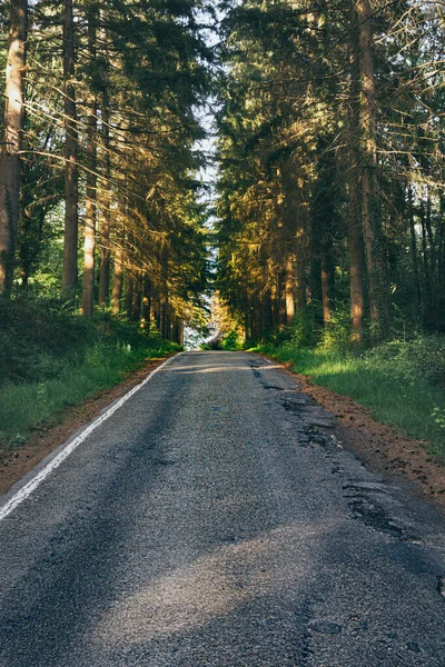 Ardennes, Wallonia, Belçika 'daki Condroz bölgesindeki çam ormanında asfalt yolda dikey çekim..