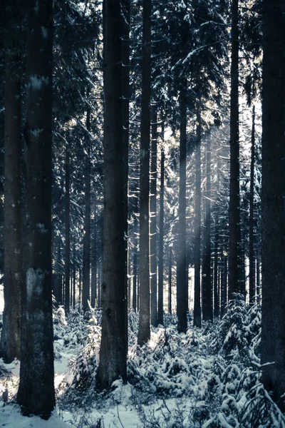 Sun Shining Winter Wonderland Woodlands Covered Snow Location High Fens — Stock Photo, Image