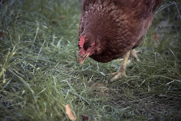Freilaufende Braune Hühner Pflücken Und Gras Essen — Stockfoto