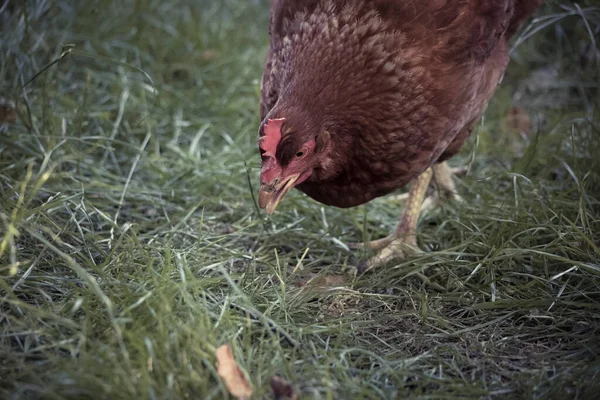 Pollo Bruno Rusco Che Raccoglie Mangia Erba — Foto Stock