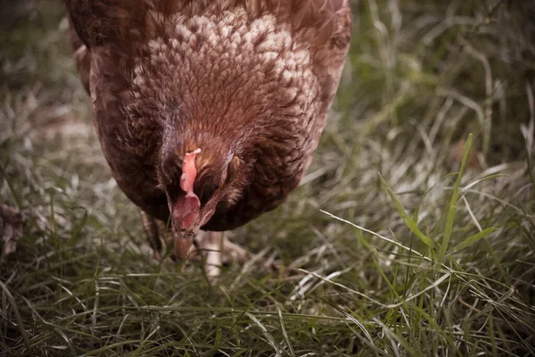 自由范围的褐色鸡肉采摘和吃草 — 图库照片
