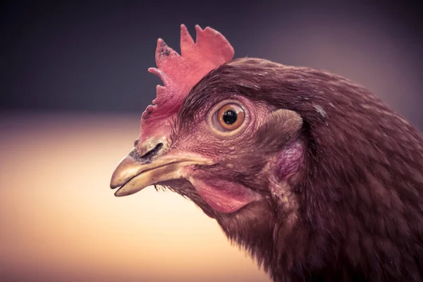 Kahverengi Tavuk Kafası Yakın Plan Detay Seçici Odaklanma — Stok fotoğraf
