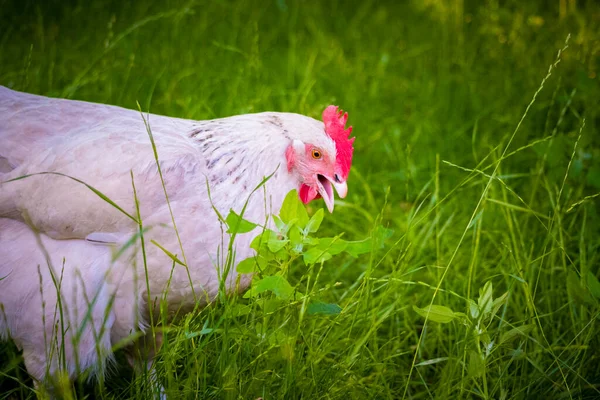 自由放养的白鸡采食青草 — 图库照片