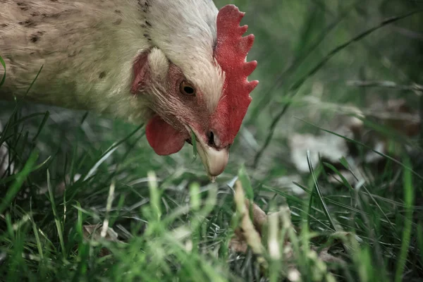 Free-range white chicken picking and eating grass