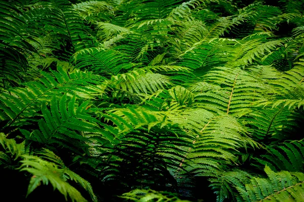 Zöld Természet Háttér Sűrű Takaró Páfrány Levelek Szépség Természetben Szelektív — Stock Fotó