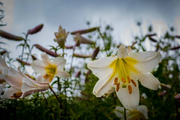 Baixo Ângulo Close Vista Lilium Candidum Lírio Madonna Também Chamado — Fotografia de Stock